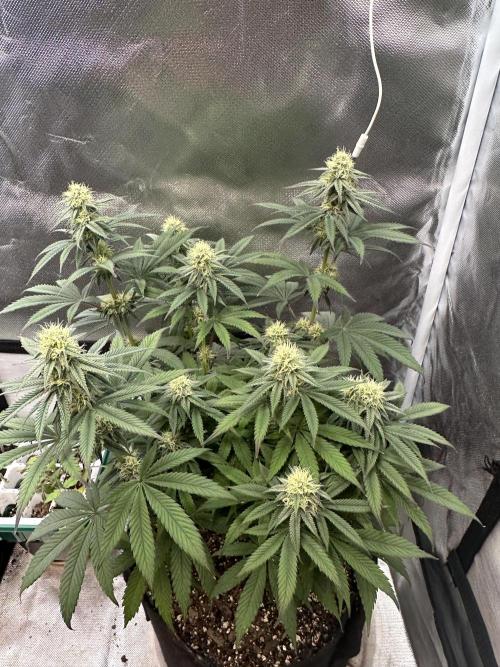 Humboldt Trainwreck x Pistachio. Week 10