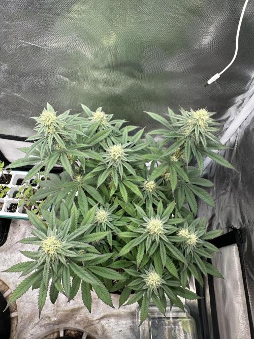 Humboldt Trainwreck x Pistachio. Week 10