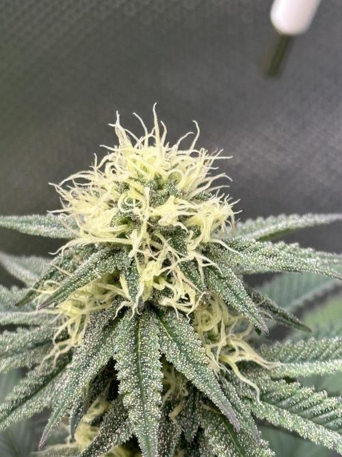 Humboldt Trainwreck x Pistachio. Week 10