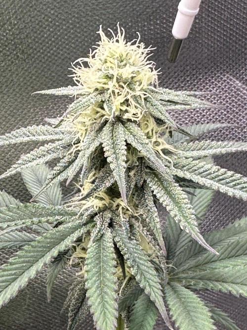Humboldt Trainwreck x Pistachio. Week 10