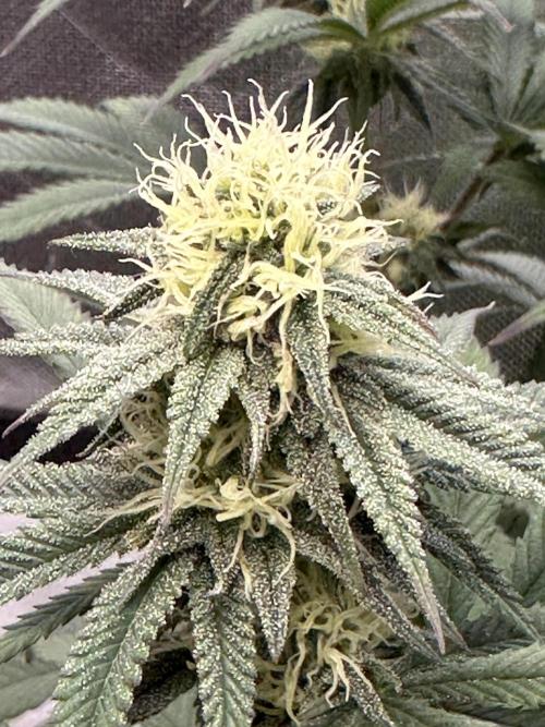 Humboldt Trainwreck x Pistachio. Week 10