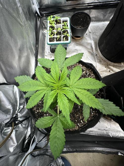 Ghost Train Haze Auto. Week 3