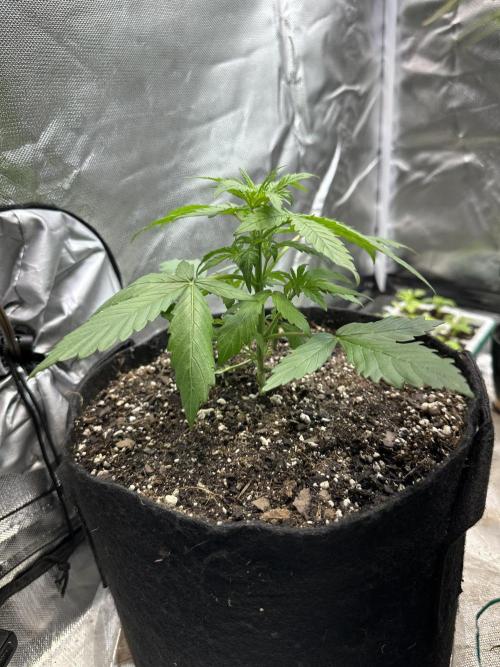 Ghost Train Haze Auto. Week 3