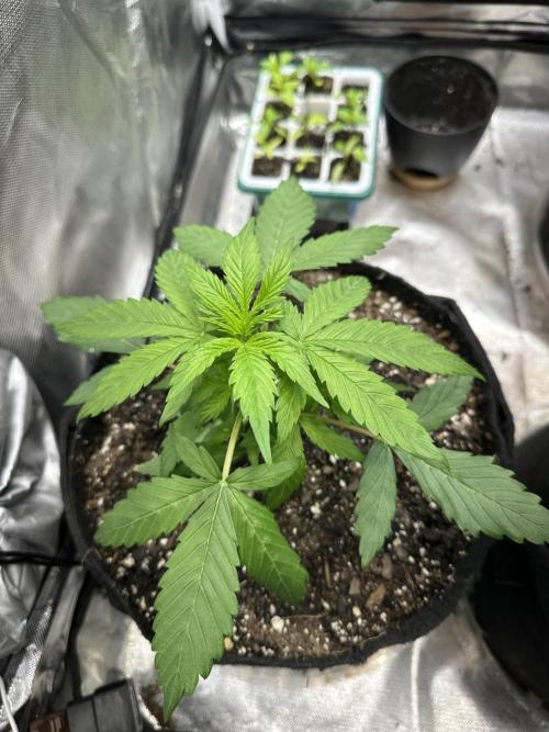 Ghost Train Haze Auto. Week 3