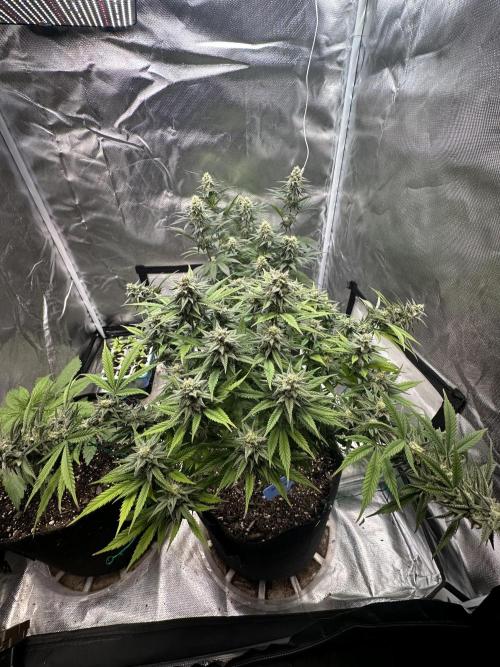 Hey Jealousy. Week 14