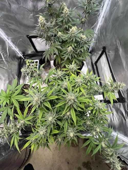 Hey Jealousy. Week 14