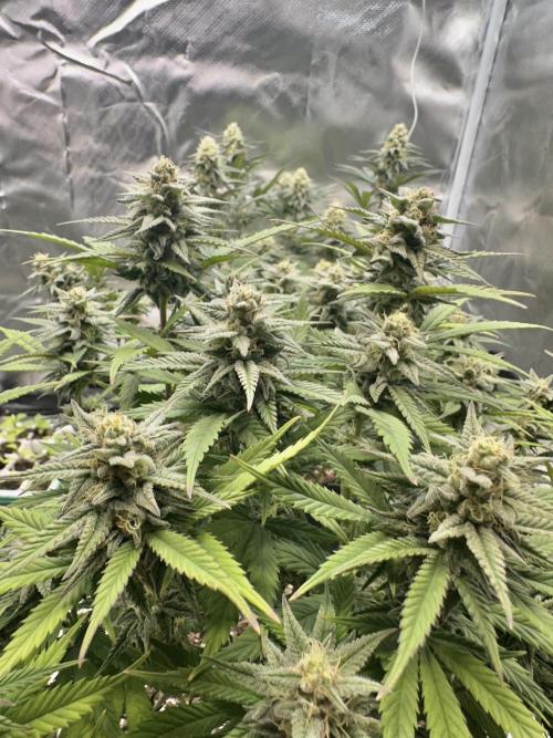 Hey Jealousy. Week 14