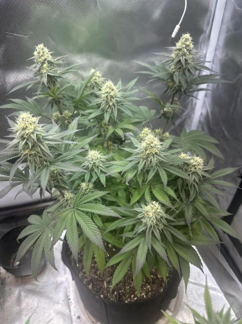 Humboldt Trainwreck x Pistachio. Week 11