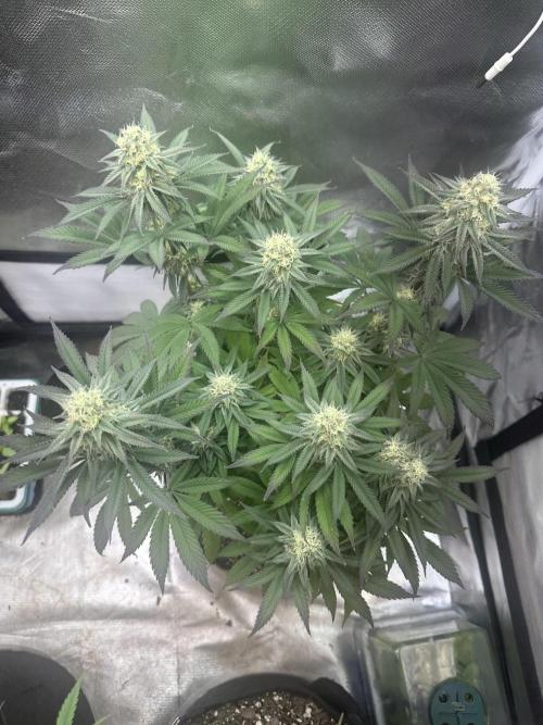 Humboldt Trainwreck x Pistachio. Week 11