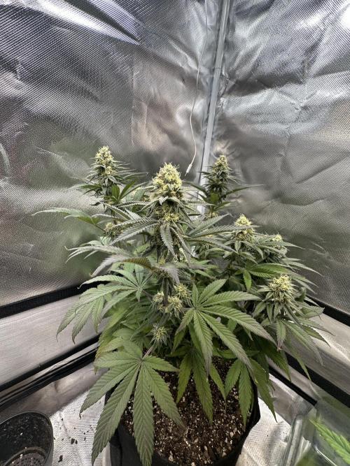 Humboldt Trainwreck x Pistachio. Week 11