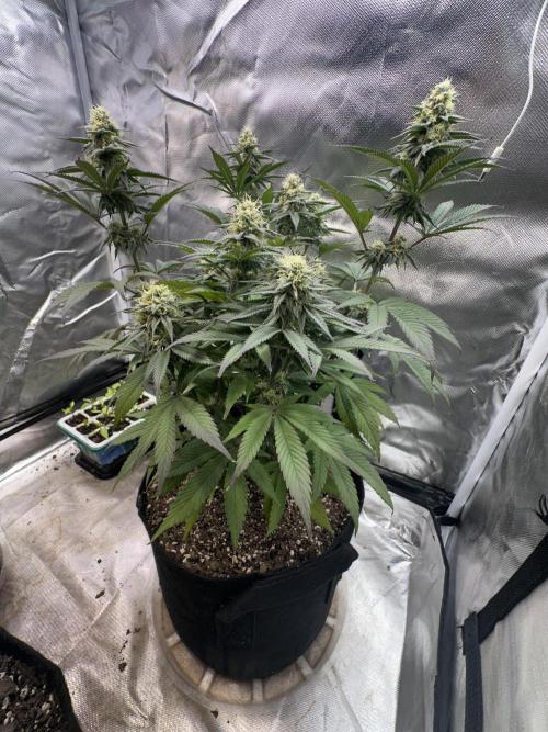 Humboldt Trainwreck x Pistachio. Week 11
