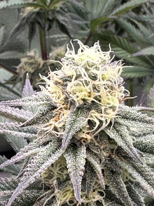 Humboldt Trainwreck x Pistachio. Week 11