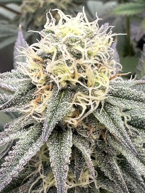 Humboldt Trainwreck x Pistachio. Week 11