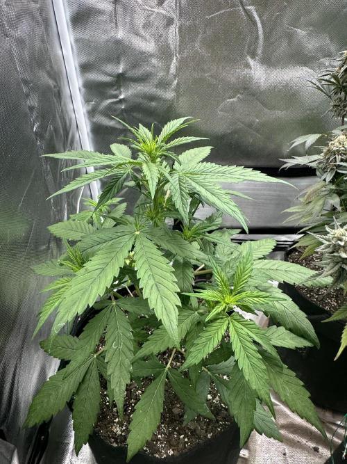 Ghost Train Haze Auto. Week 4