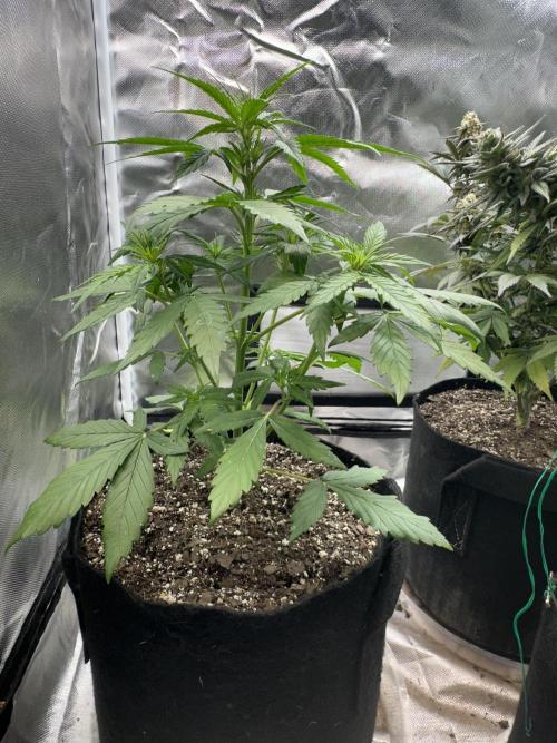 Ghost Train Haze Auto. Week 4