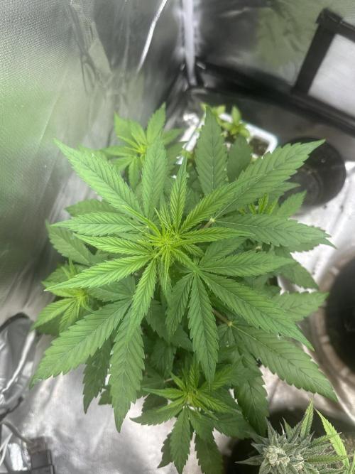 Ghost Train Haze Auto. Week 4