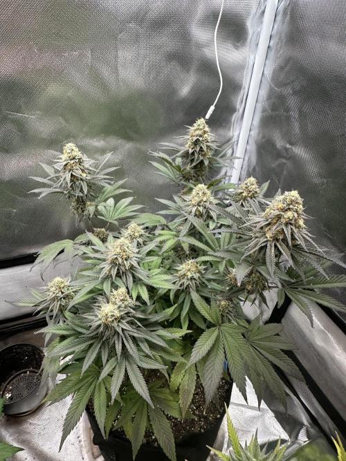 Humboldt Trainwreck x Pistachio. Week 12