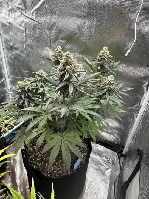 Humboldt Trainwreck x Pistachio. Week 12