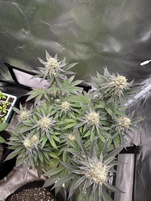 Humboldt Trainwreck x Pistachio. Week 12