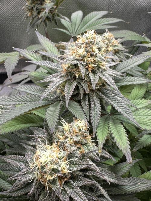 Humboldt Trainwreck x Pistachio. Week 12