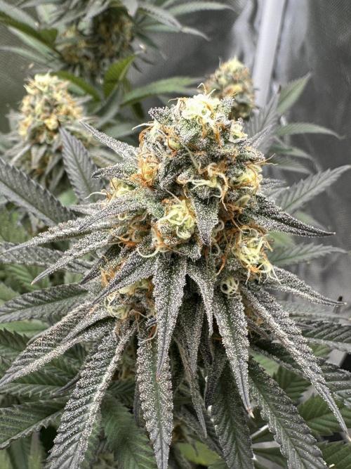 Humboldt Trainwreck x Pistachio. Week 12