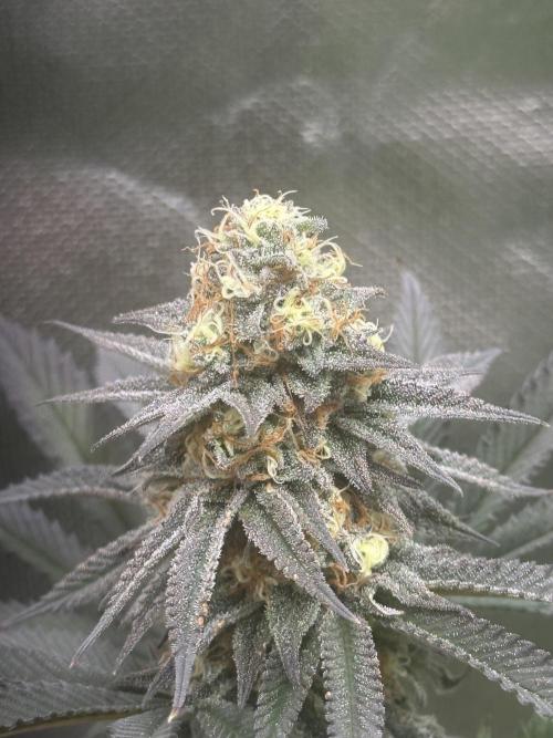 Humboldt Trainwreck x Pistachio. Week 12
