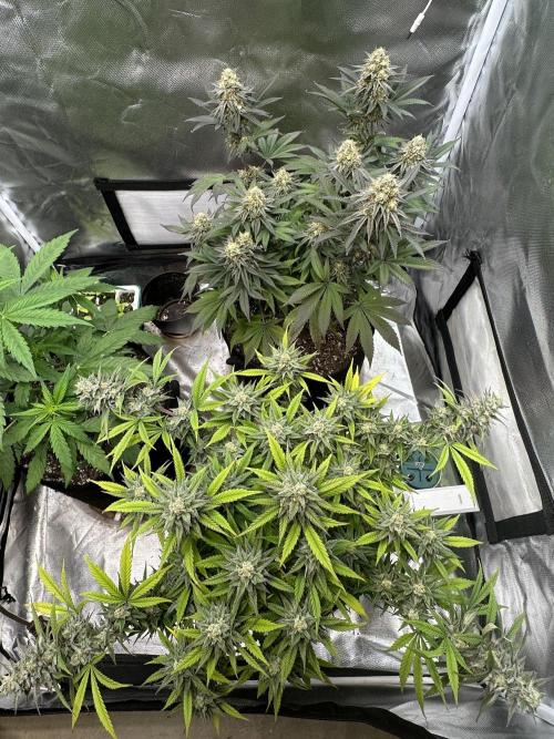 Hey Jealousy. Week 15