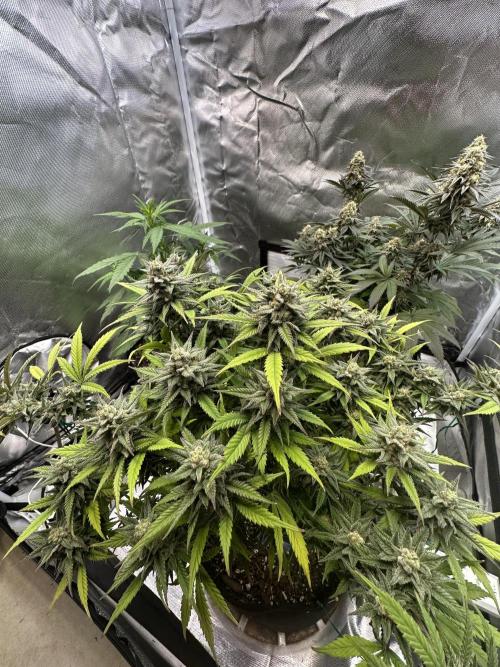 Hey Jealousy. Week 15