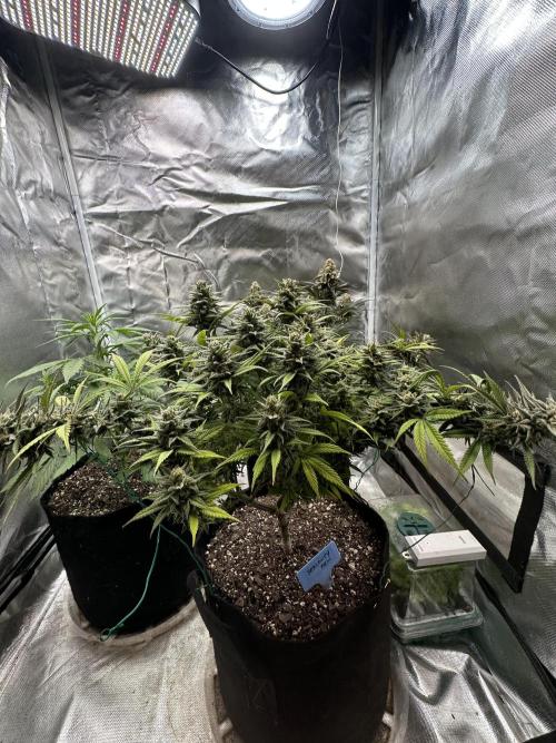 Hey Jealousy. Week 15
