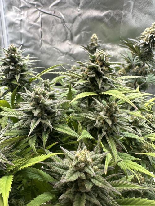 Hey Jealousy. Week 15