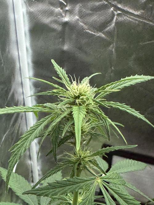 Ghost Train Haze Auto. Week 5