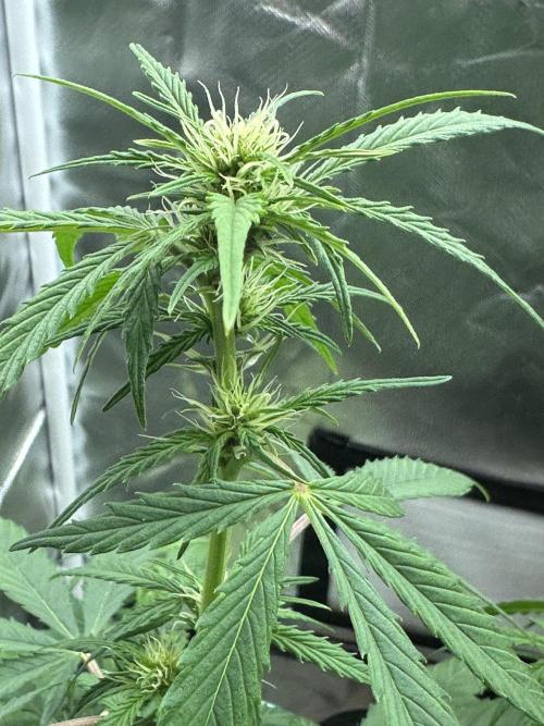Ghost Train Haze Auto. Week 5