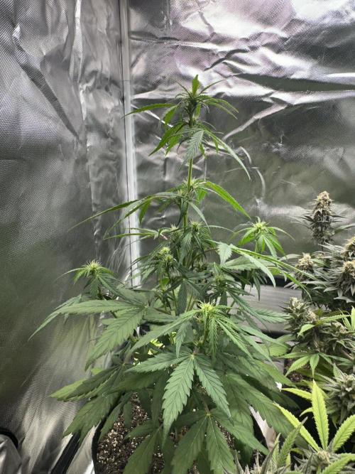 Ghost Train Haze Auto. Week 5