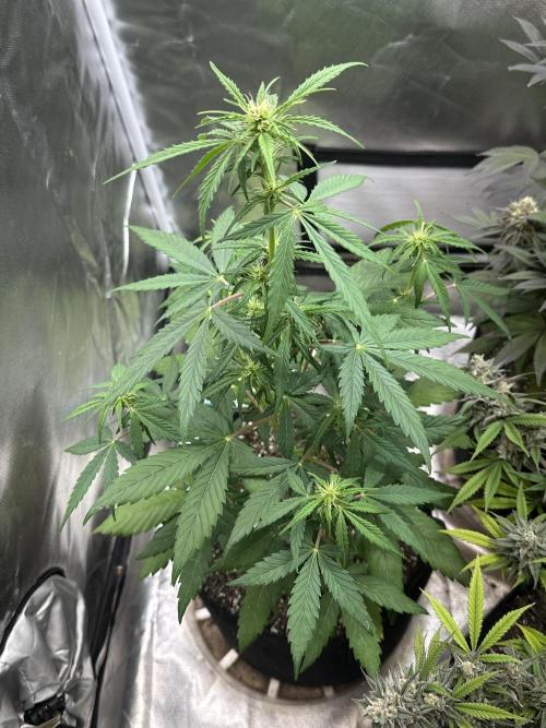 Ghost Train Haze Auto. Week 5