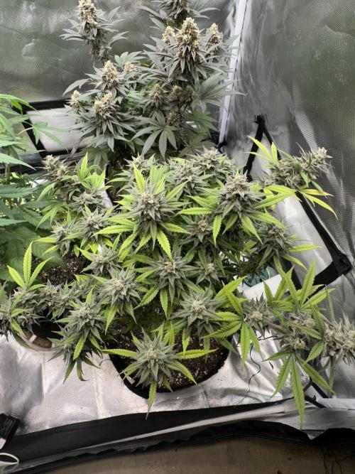 Hey Jealousy. Week 16