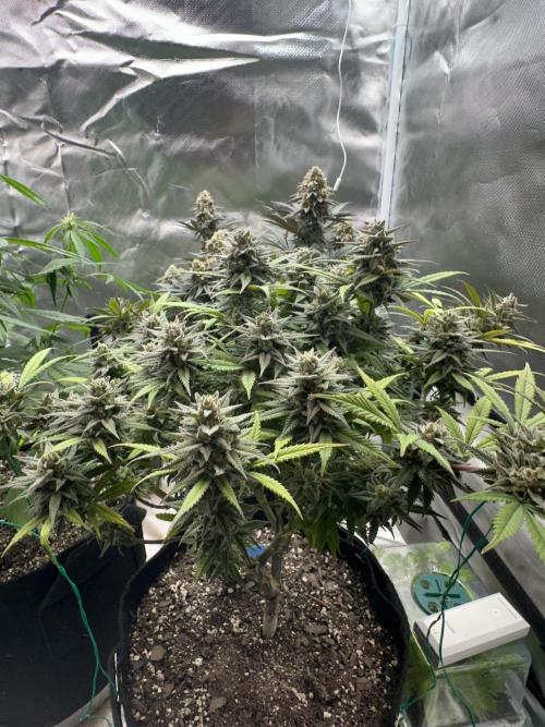 Hey Jealousy. Week 16