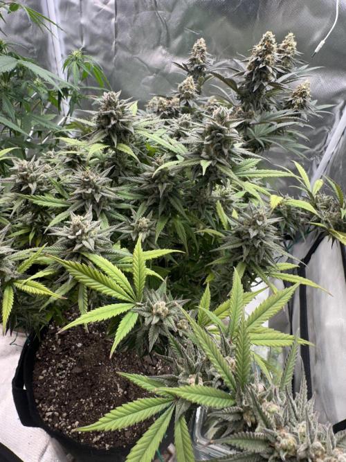 Hey Jealousy. Week 16