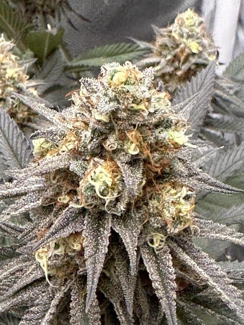 Humboldt Trainwreck x Pistachio. Week 13
