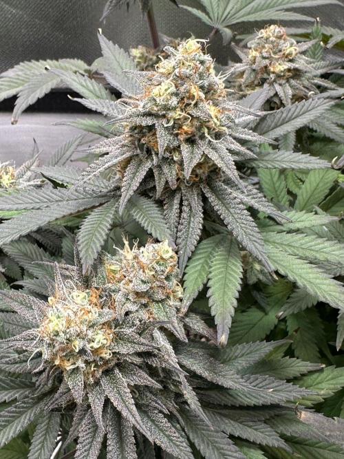 Humboldt Trainwreck x Pistachio. Week 13