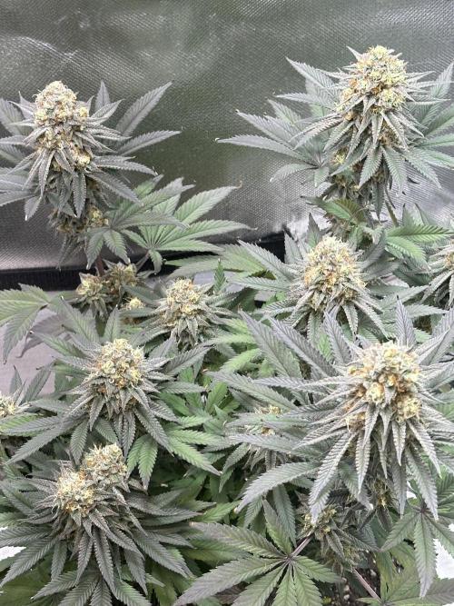 Humboldt Trainwreck x Pistachio. Week 13