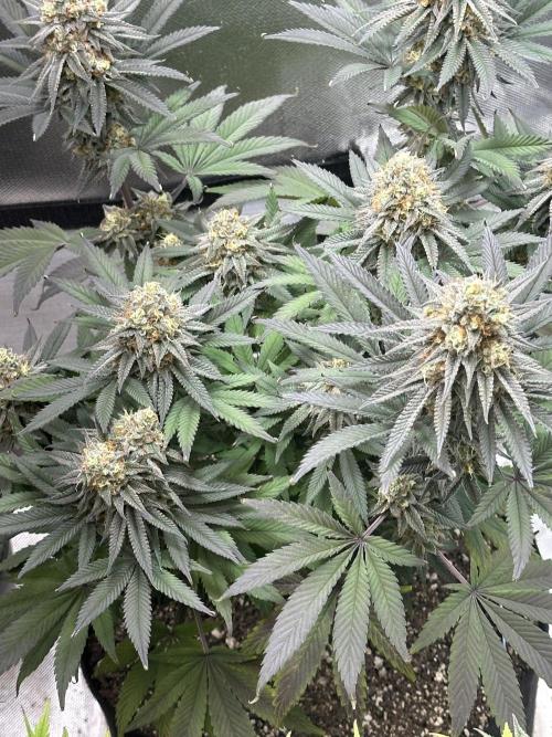 Humboldt Trainwreck x Pistachio. Week 13