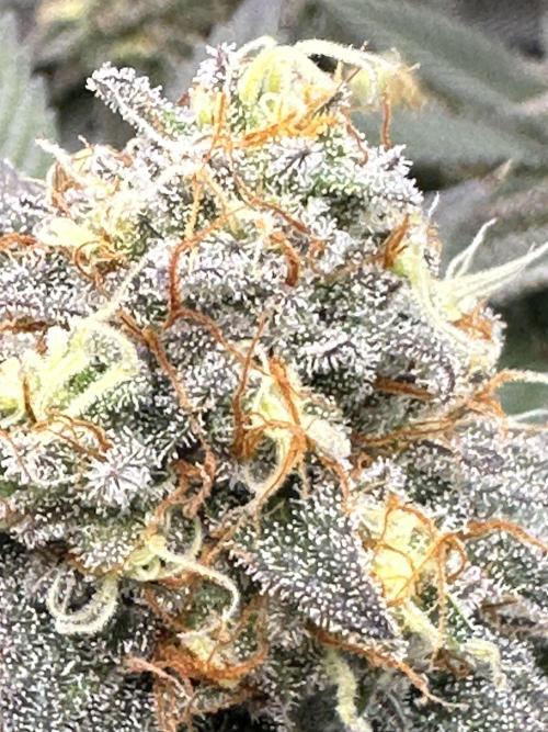 Humboldt Trainwreck x Pistachio. Week 13