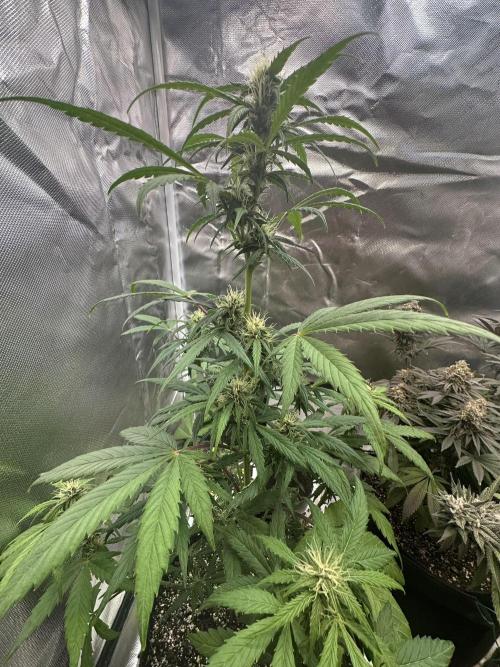 Ghost Train Haze Auto. Week 6