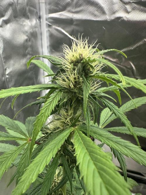 Ghost Train Haze Auto. Week 6