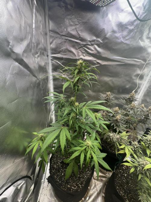 Ghost Train Haze Auto. Week 6