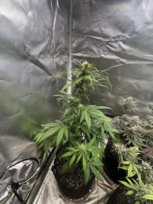 Ghost Train Haze Auto. Week 6