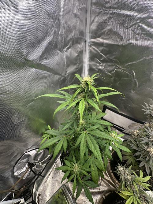 Ghost Train Haze Automatic. Week 6