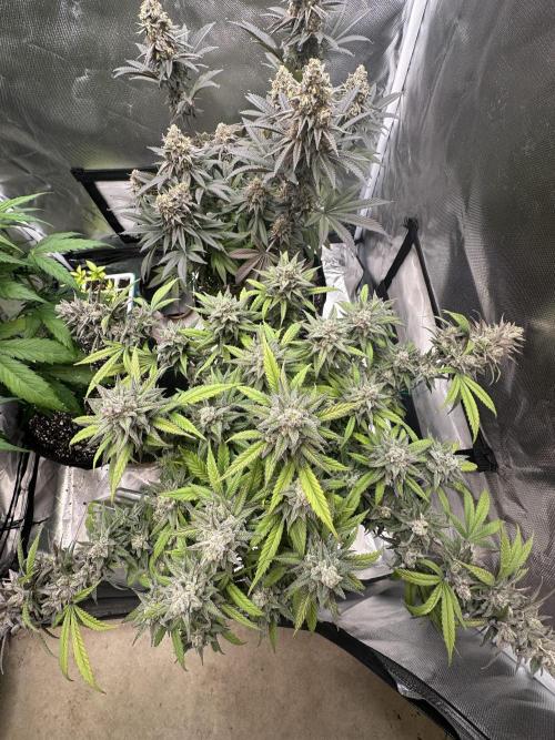 Hey Jealousy. Week 17