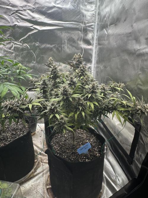Hey Jealousy. Week 17