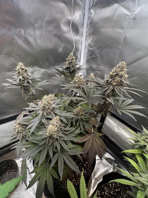 Humboldt Trainwreck x Pistachio. Week 14